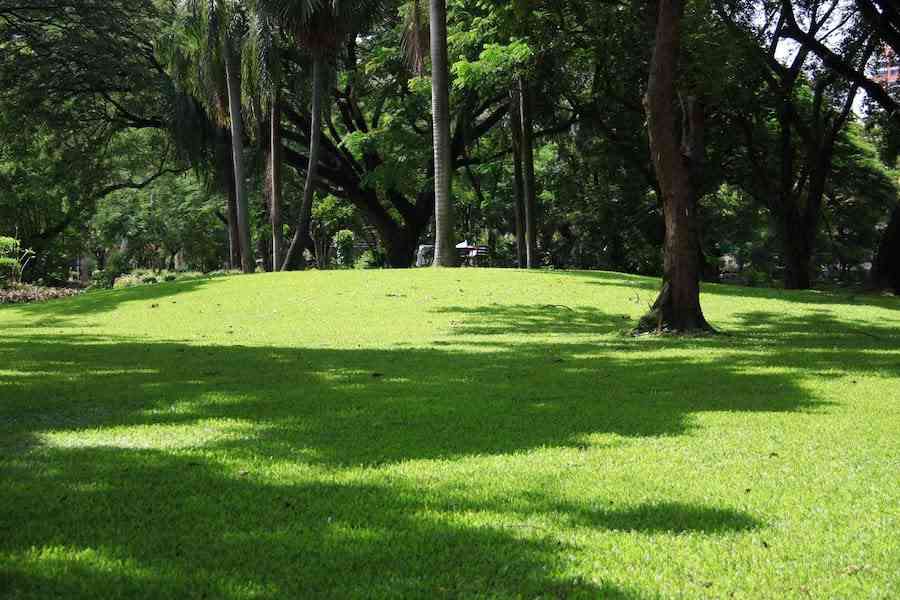 Pelouse sur zone ombragée