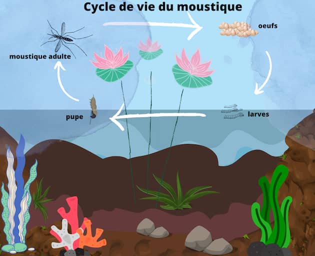 cycle de vie du moustique